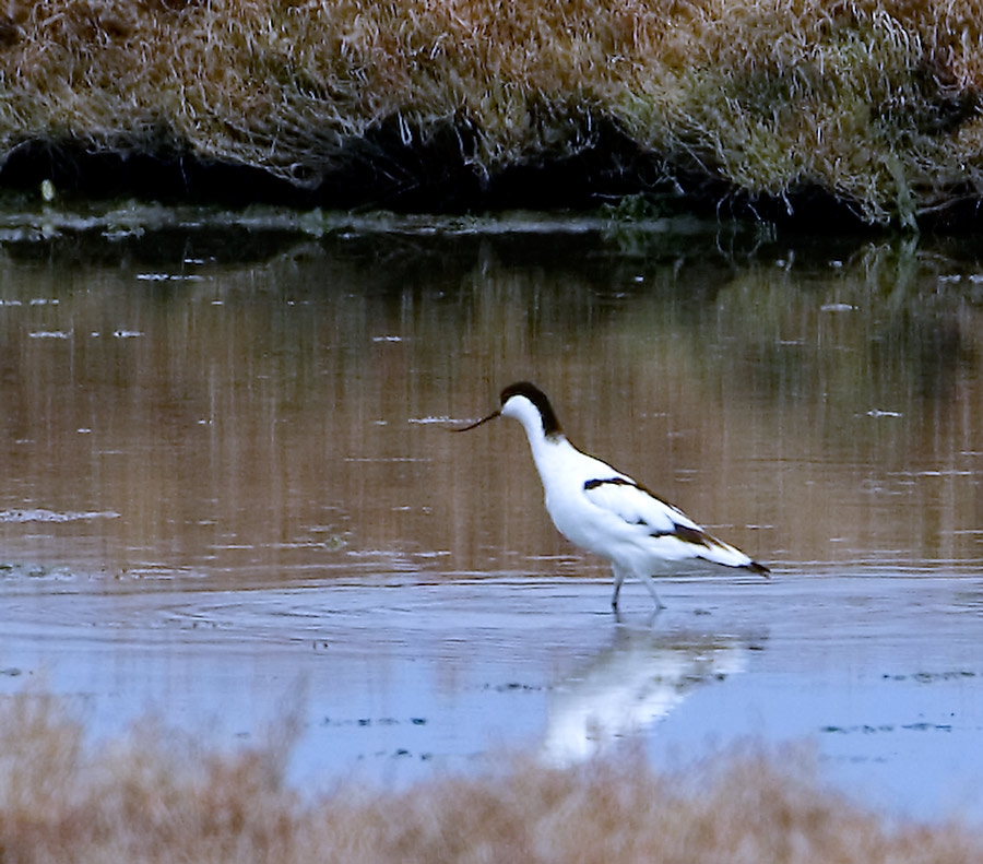 Pied Avocet