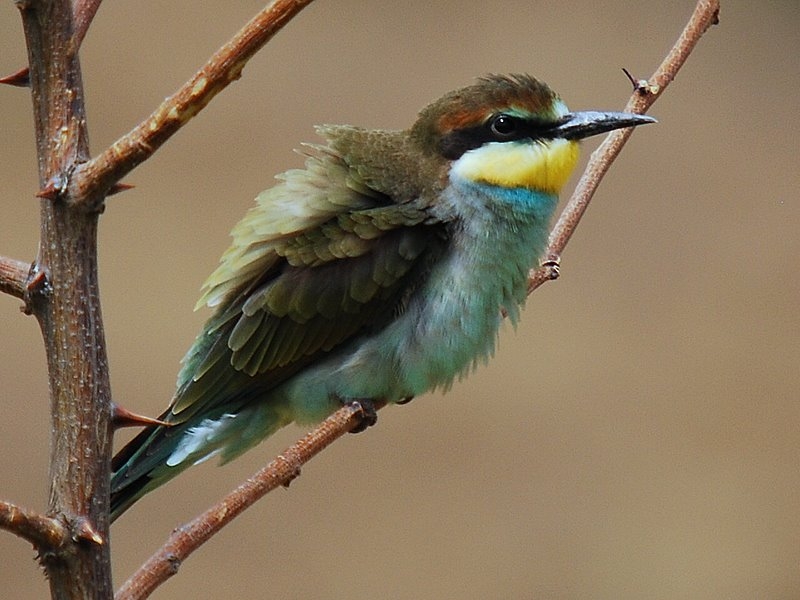 European Bee-eater
