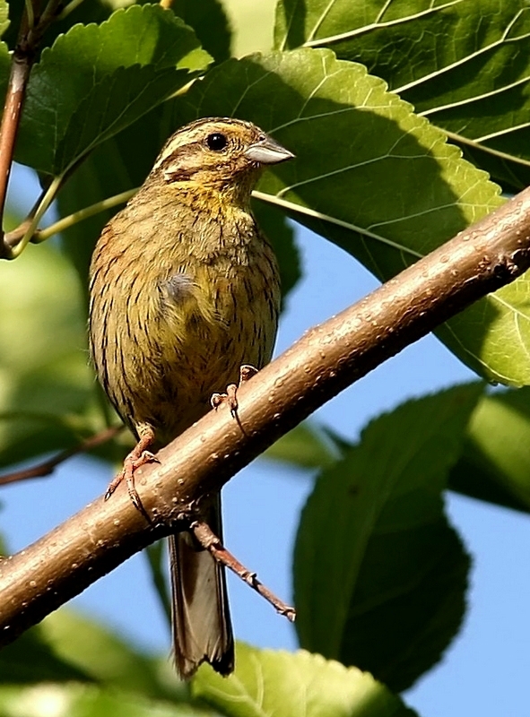 Cirl Bunting