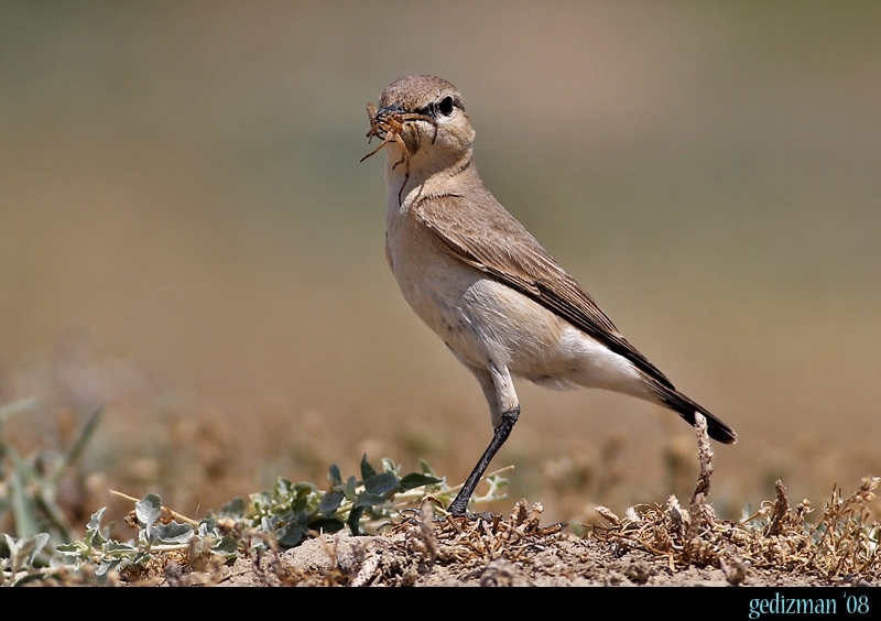 Isabelline Wheatear