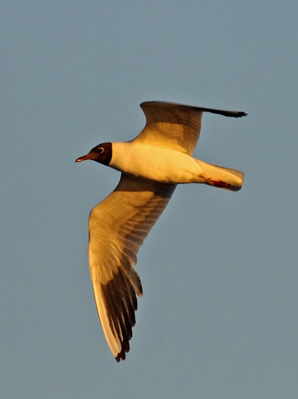 Black-headed Gull