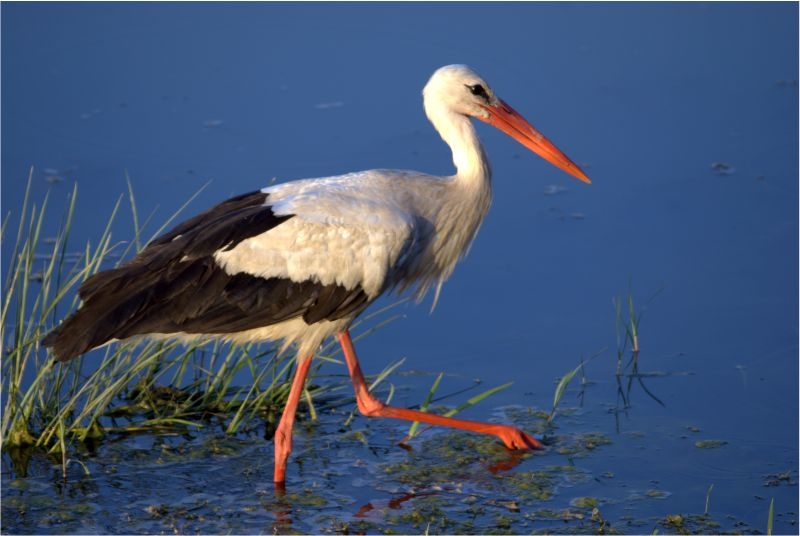 White Stork