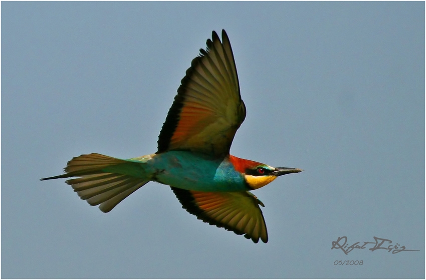 European Bee-eater