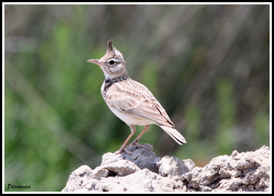 Crested Lark