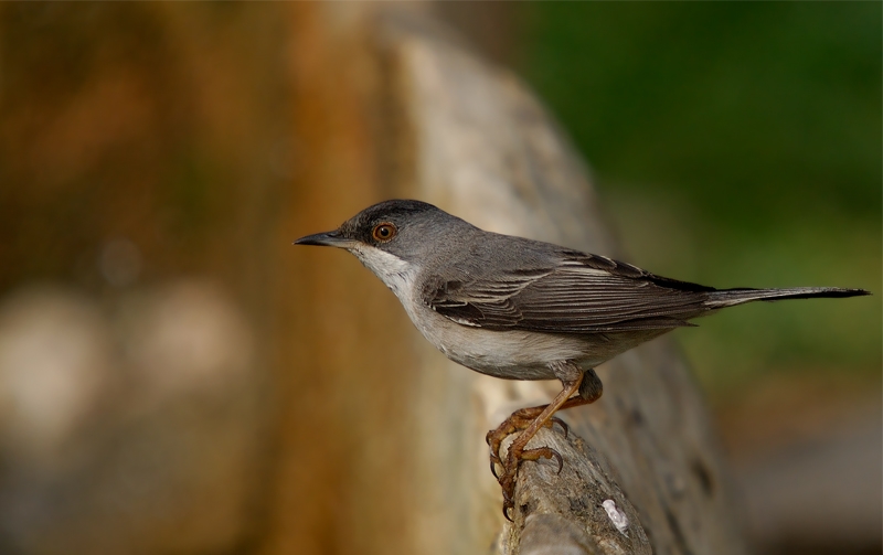 Sardinian Warbler