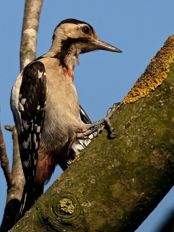 Syrian Woodpecker