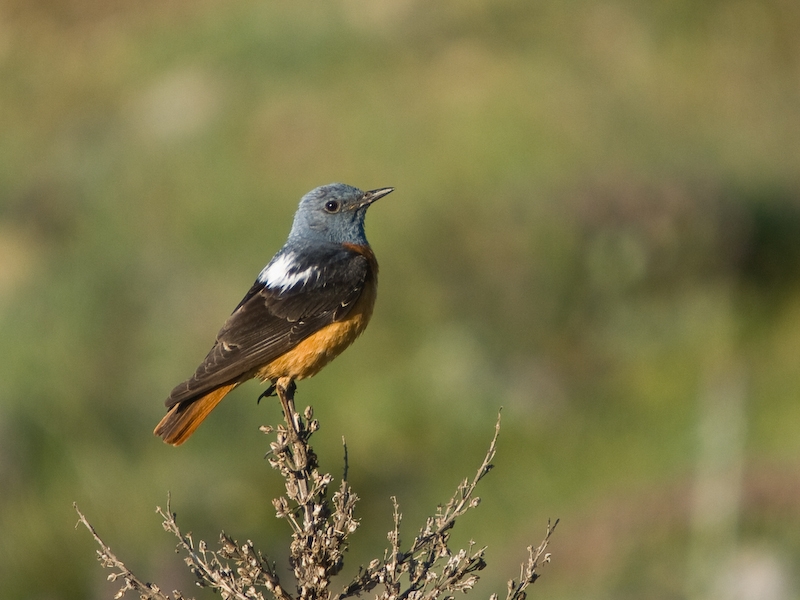 Common Rock Thrush