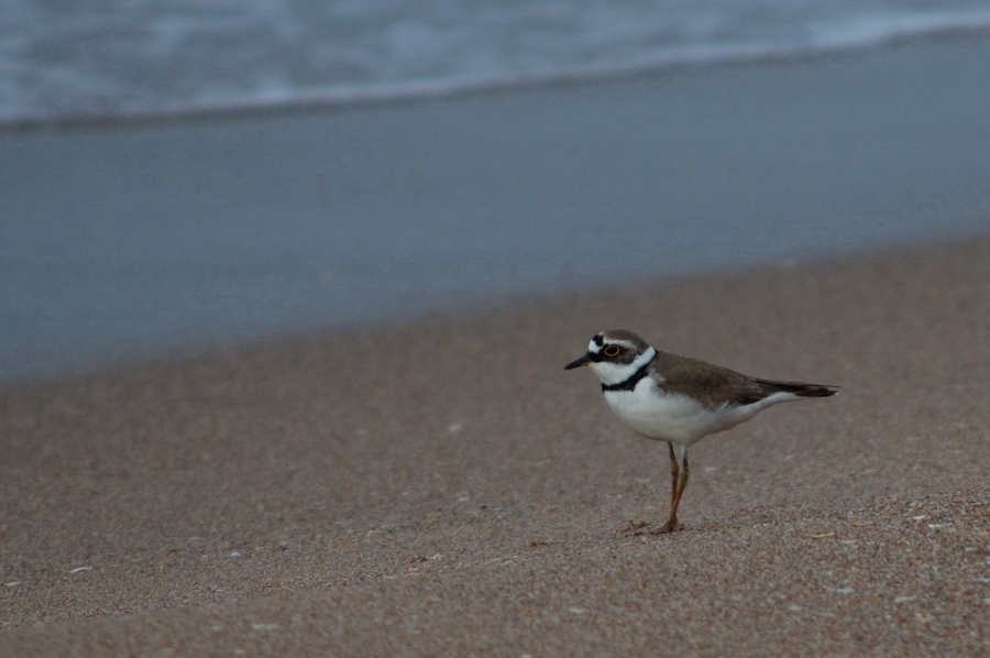 Little Ringed Plover