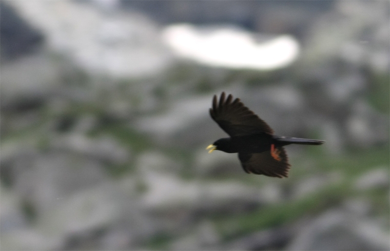 Alpine Chough