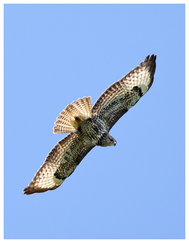 Common Buzzard
