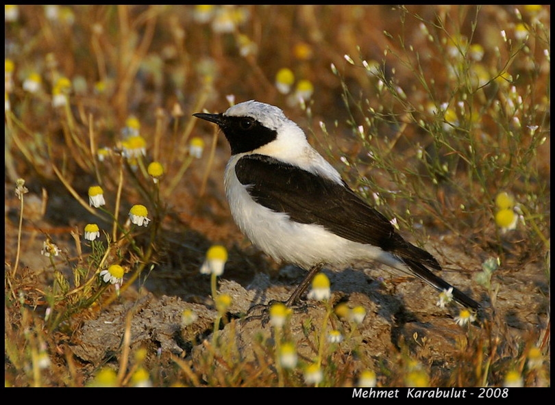 Black-eared Wheatear