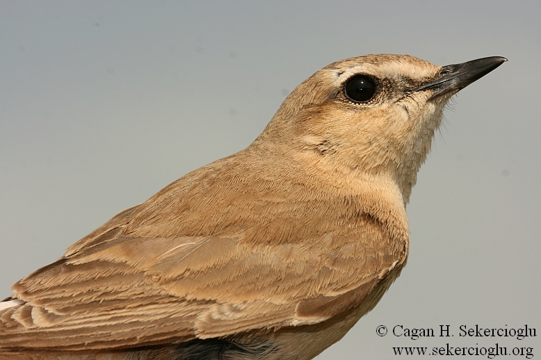Isabelline Wheatear