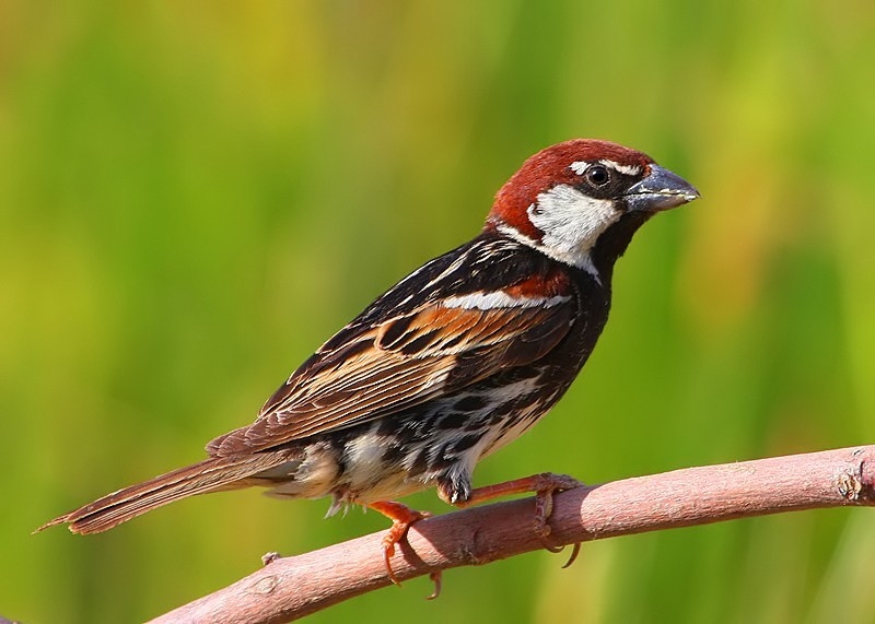 Spanish Sparrow