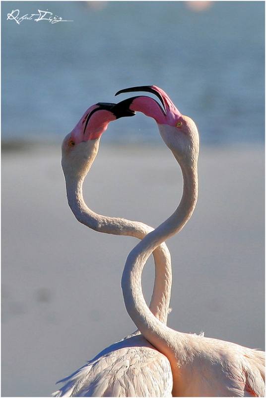 Greater Flamingo