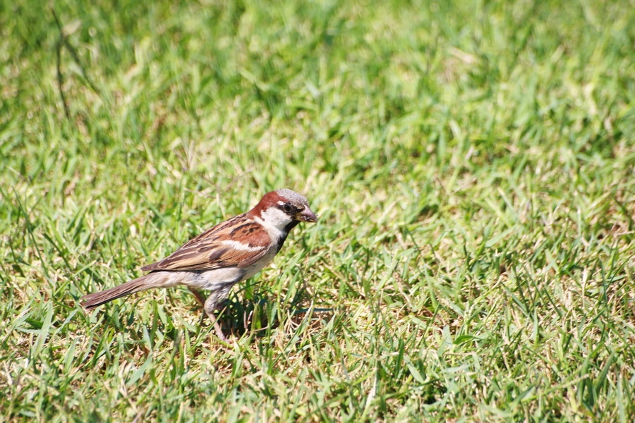 House Sparrow