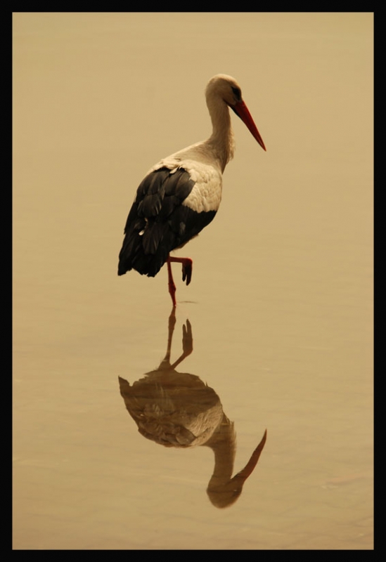 White Stork