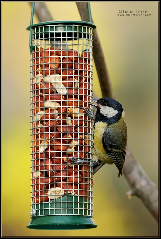 Great Tit