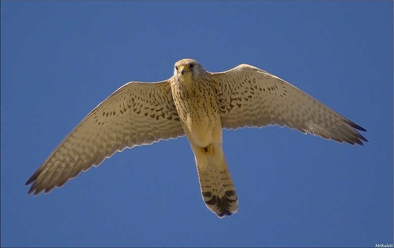 Lesser Kestrel