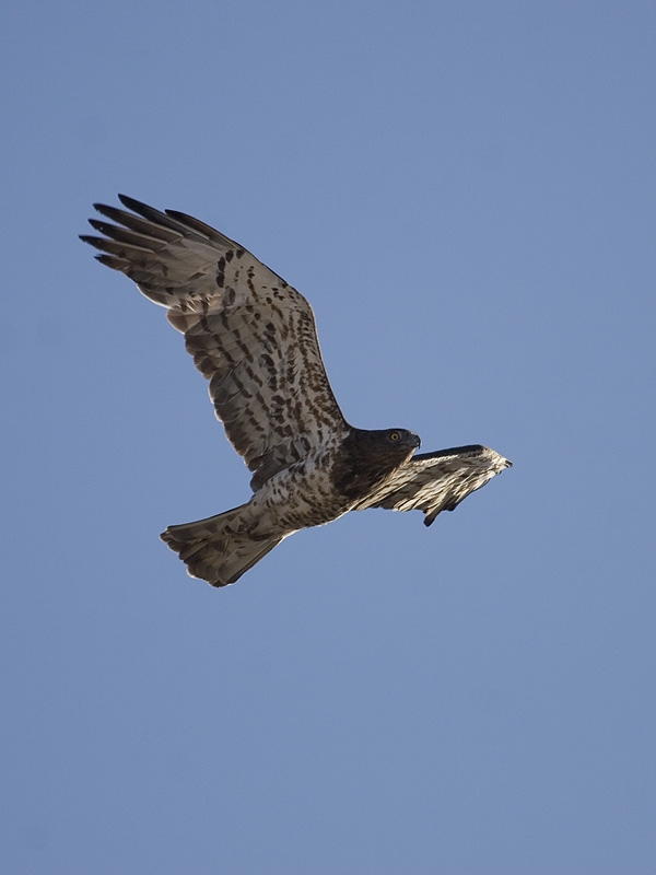 Short-toed Snake Eagle
