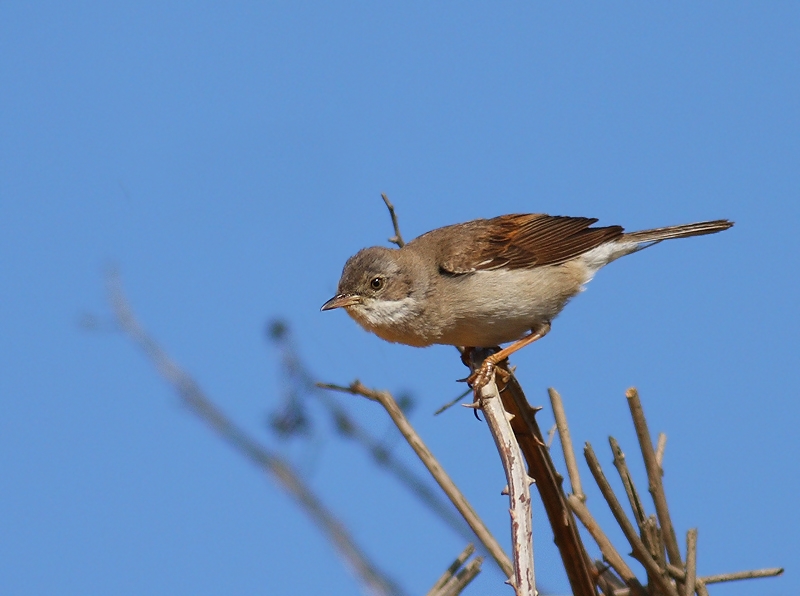 Common Whitethroat