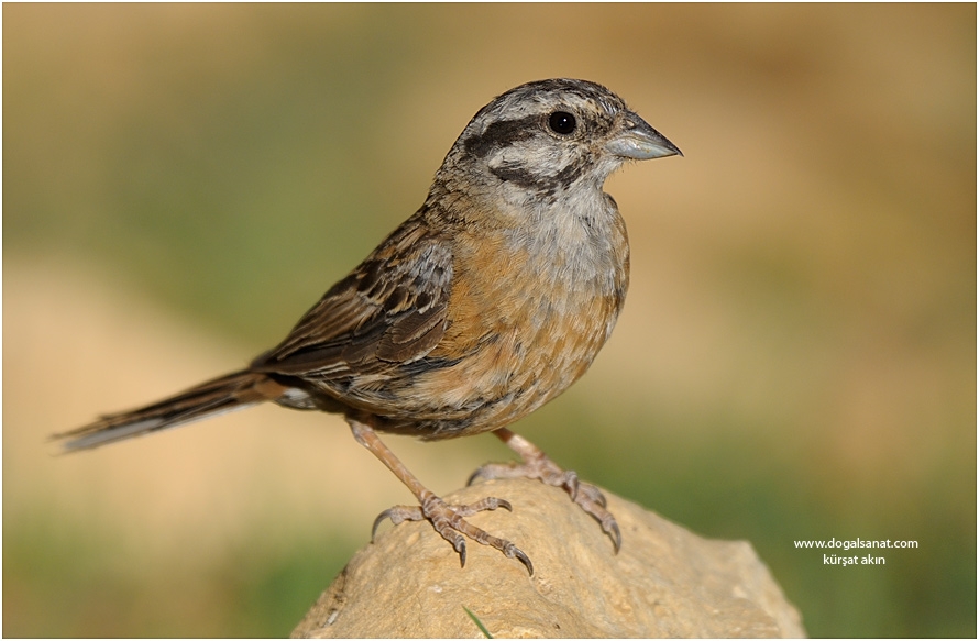 Rock Bunting