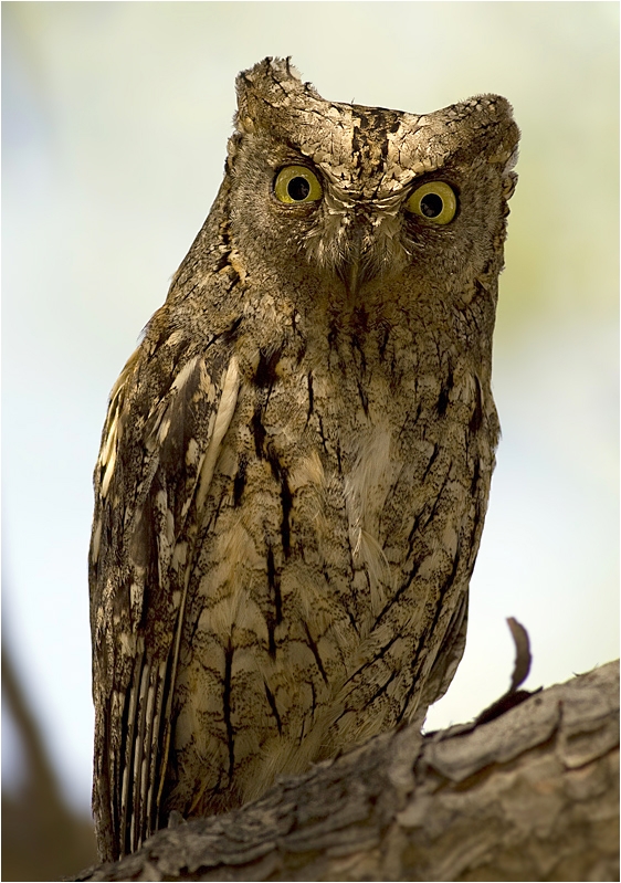 Eurasian Scops Owl