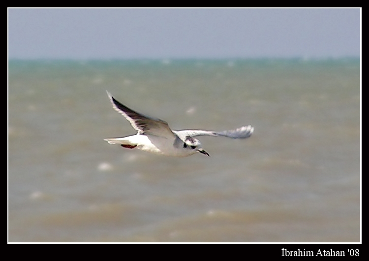 Little Gull