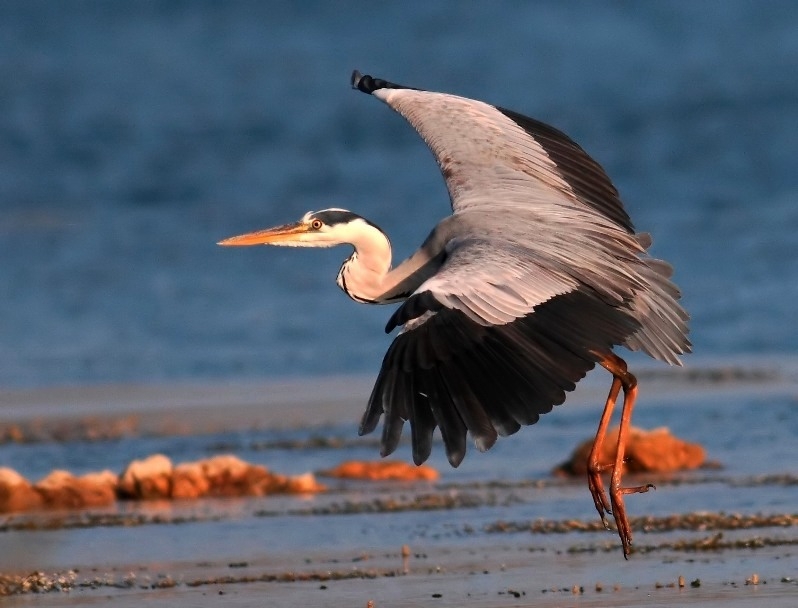Grey Heron