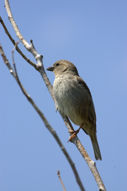 Spanish Sparrow