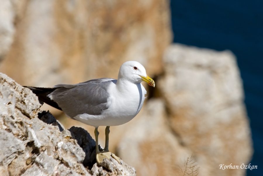 Armenian Gull