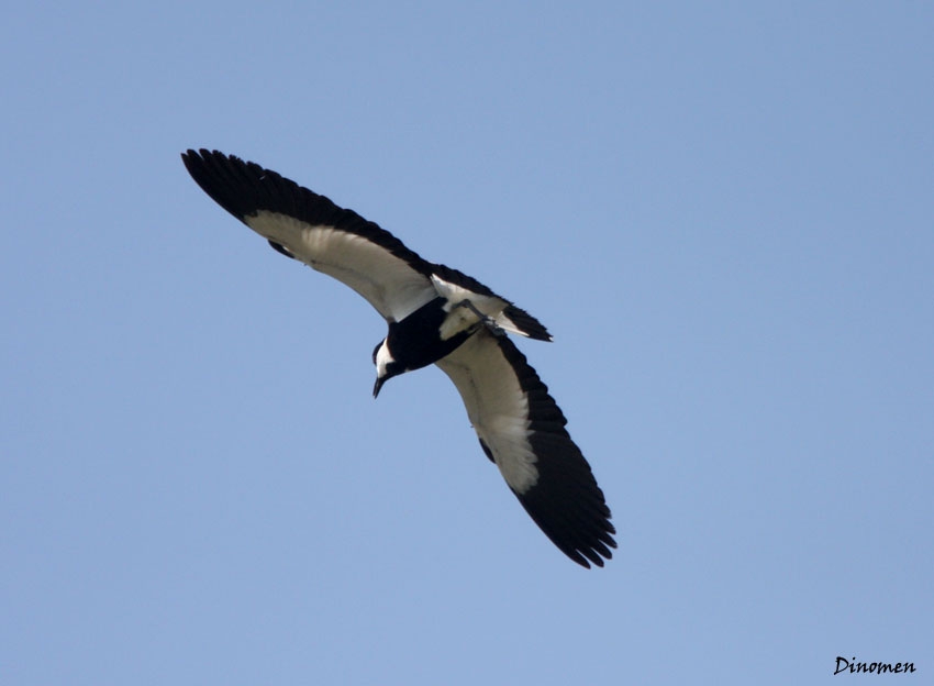 Spur-winged Lapwing