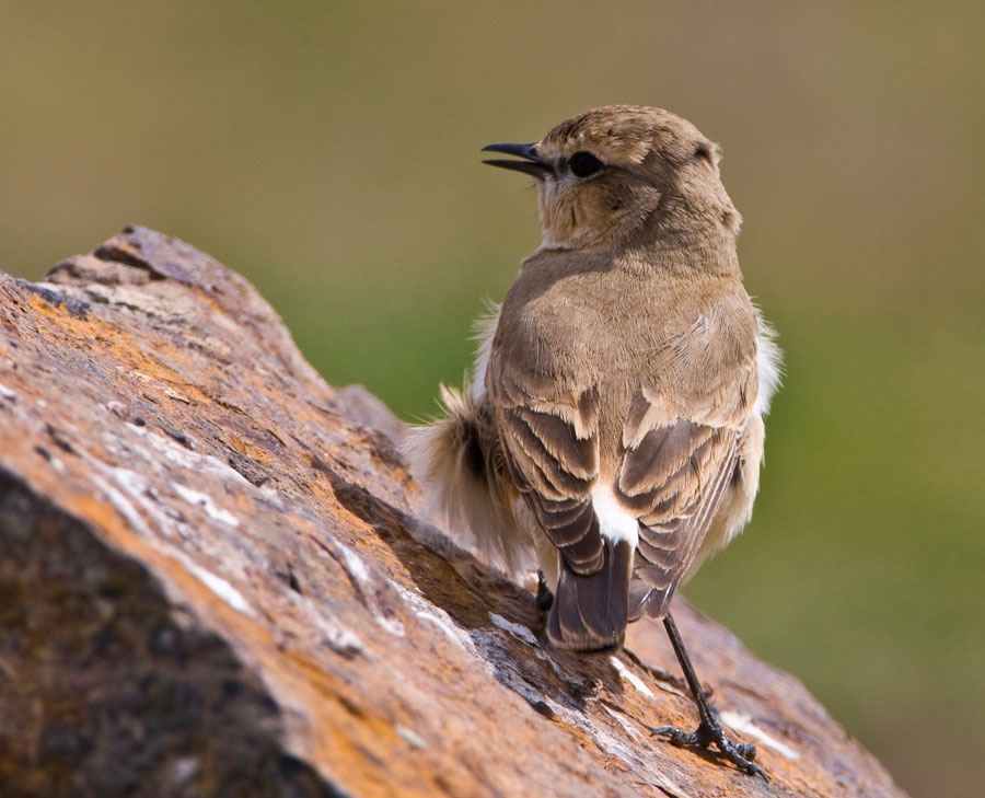 Isabelline Wheatear