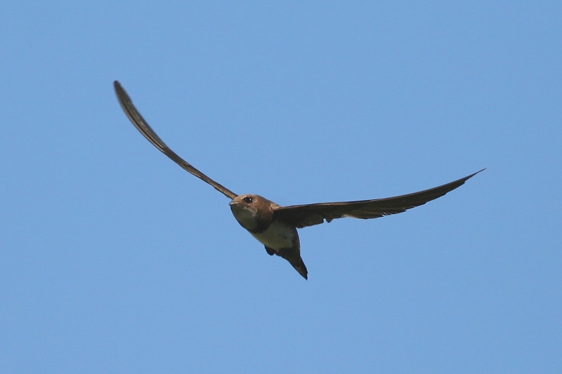 Alpine Swift