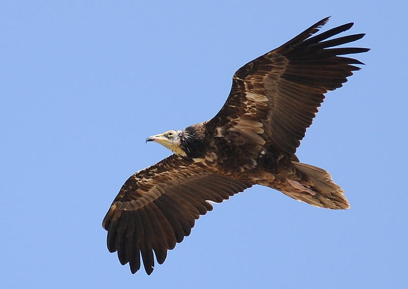 Egyptian Vulture