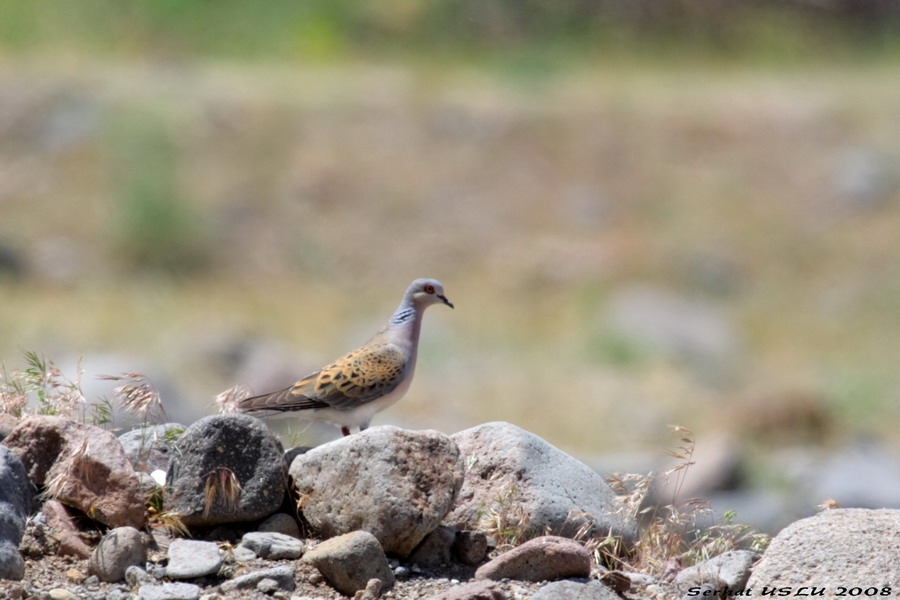 European Turtle Dove