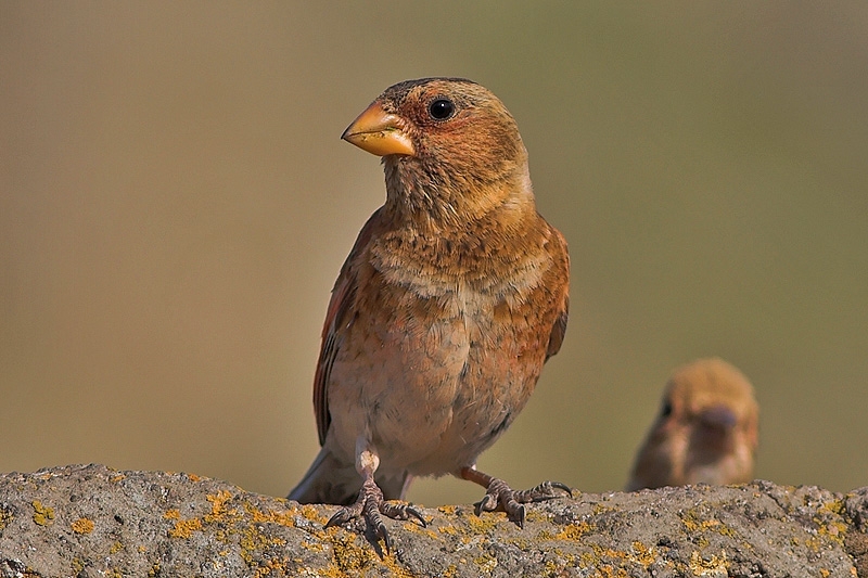 Crimson-winged Finch
