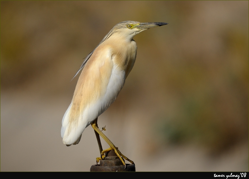 Squacco Heron