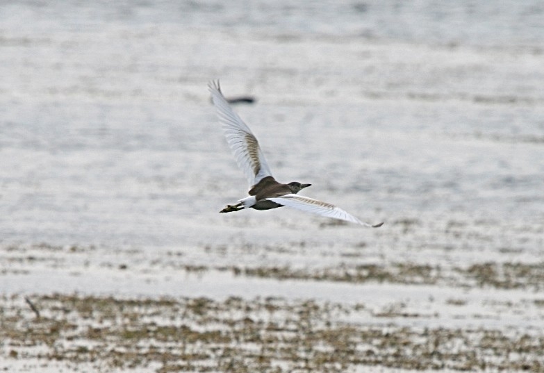 Alaca Balıkçıl