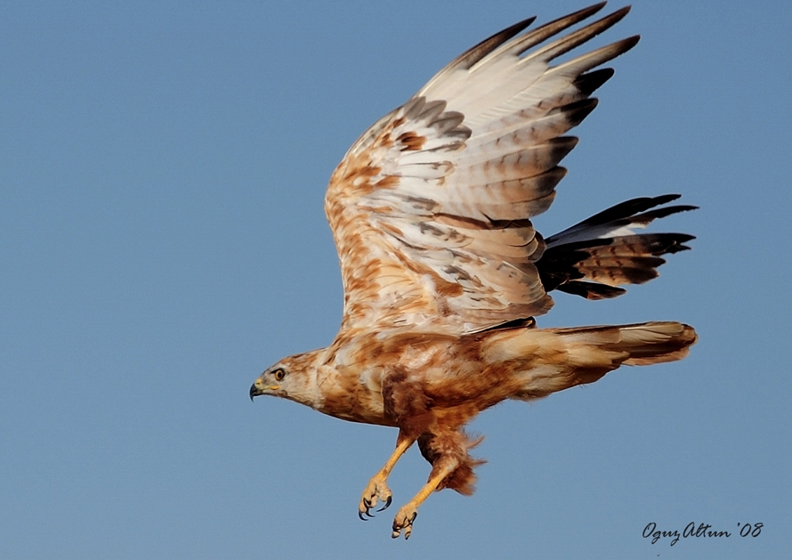 Long-legged Buzzard