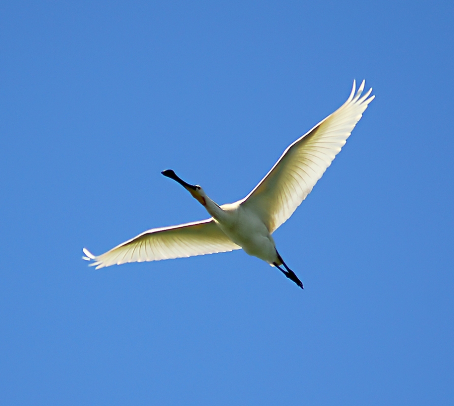 Eurasian Spoonbill