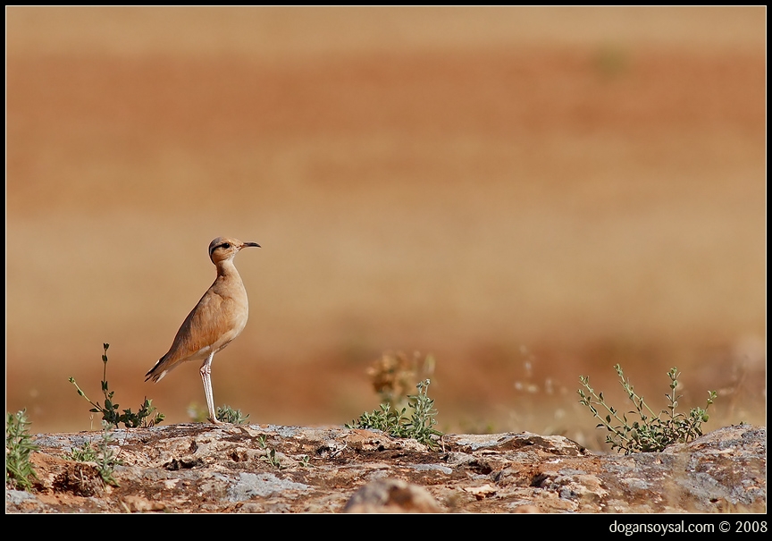 Cream-colored Courser