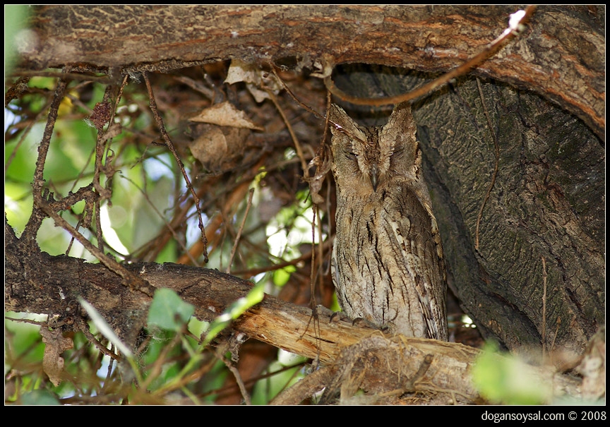 Eurasian Scops Owl
