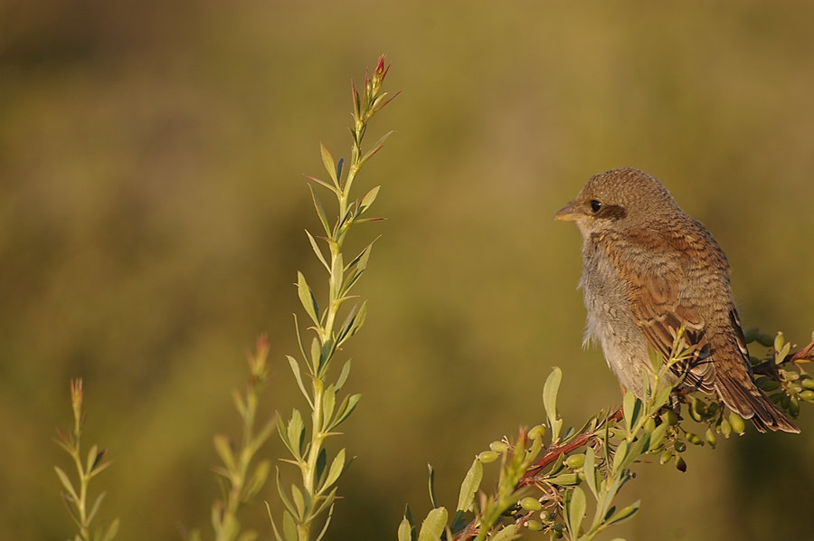 Red-backed Shrike