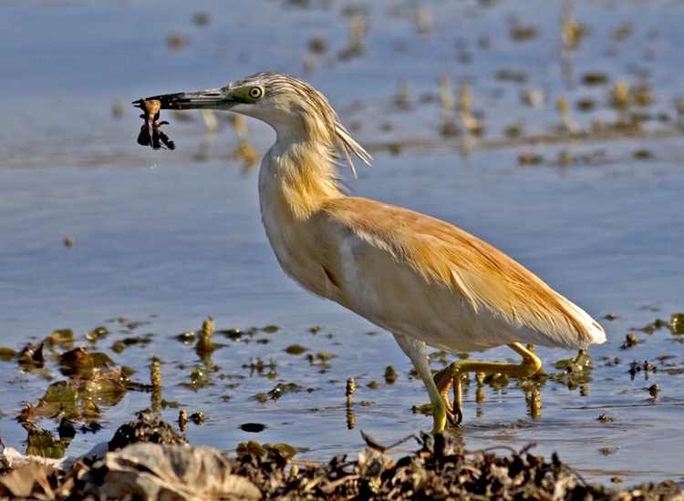 Squacco Heron