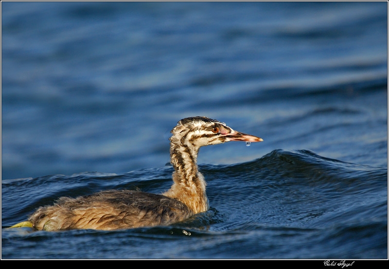 Great Crested Grebe