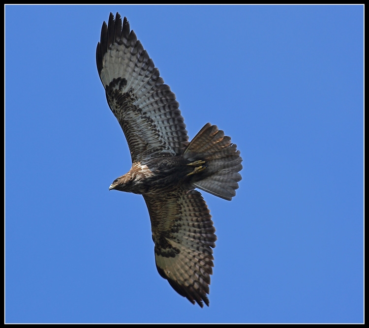 Şahin