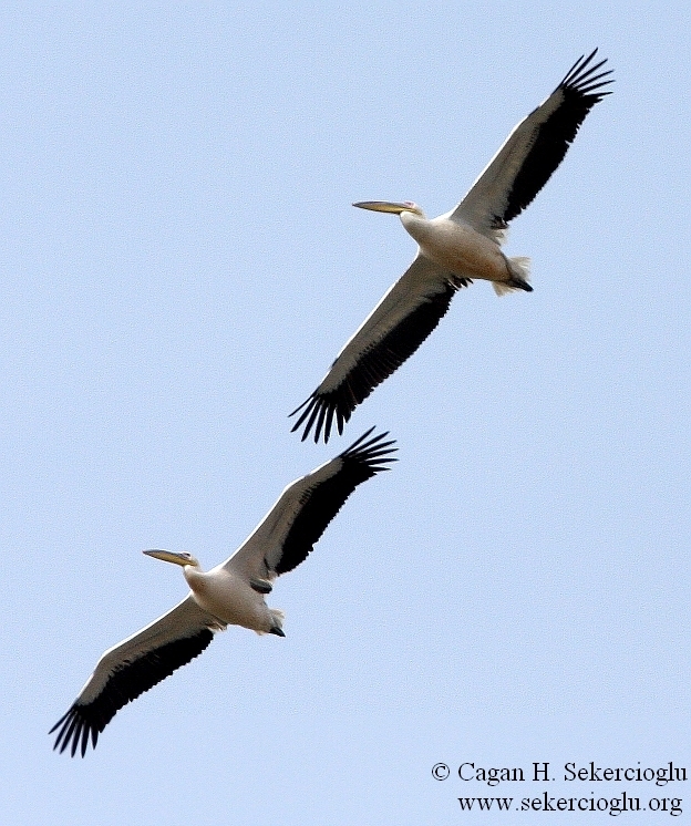 Great White Pelican