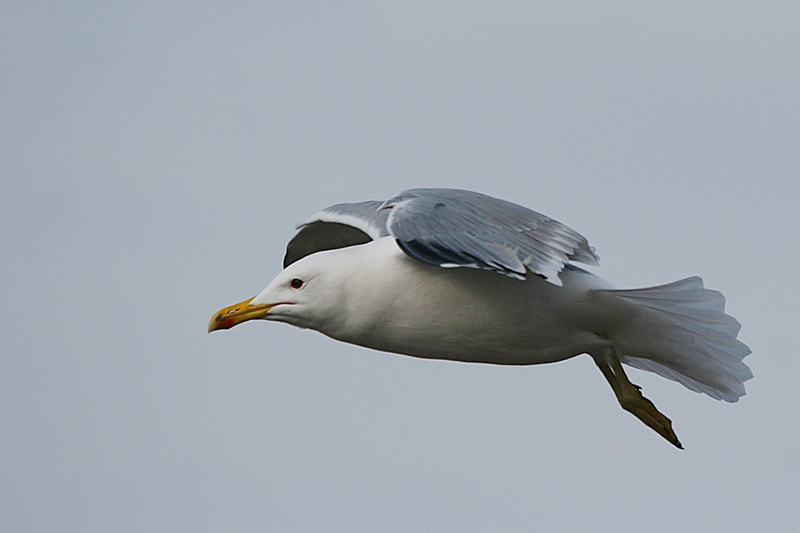 Yellow-legged Gull