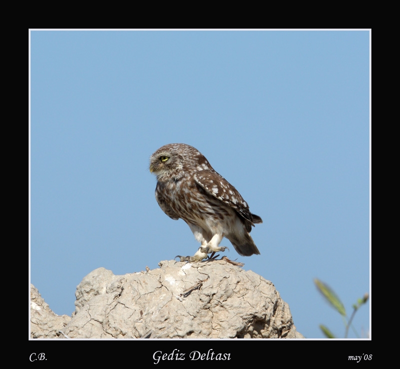 Little Owl