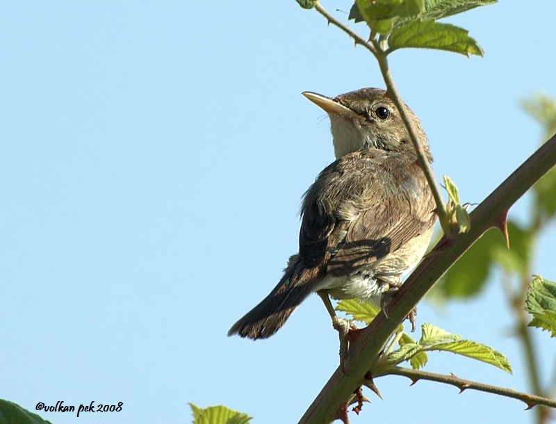 Eastern Olivaceous Warbler